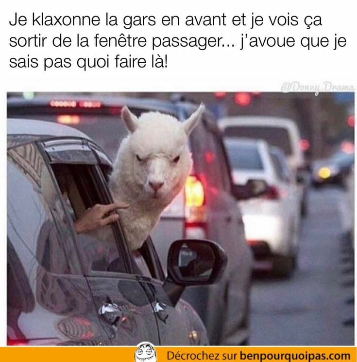 Blague   quand tu es en voiture tu klaxonnes et voit ça sortir de la fenètre