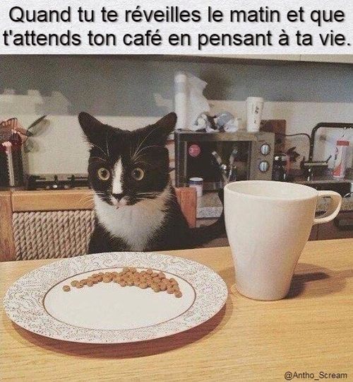 Blague   quand tu te révéiles le matin t'attend ton café et tu pense à ta vie