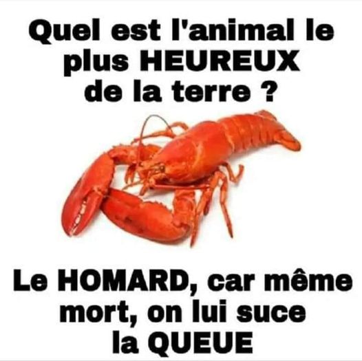 Blague   quel est l'animal l eplus heureux de la terre   le homard car même mort on lui suce la queue