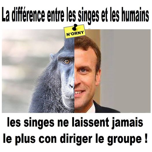 blague   qu'elle est la différence entre les singes et les humains   les singes ne laissent jamais le plus con diriger un groupe