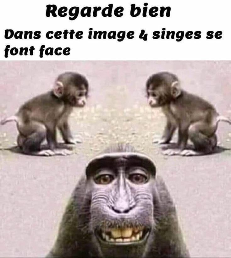 Blague   regarde bien   dans cette image il y a 4 singe se font face