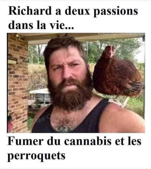 Blague   richard a 2 passions dans la vie fumer du cannabis et les perroquets