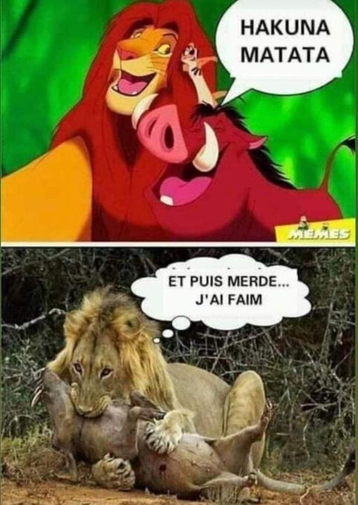 blague   roi lion hakuna matatavec le sanglier et le lion et merde j'ai faim