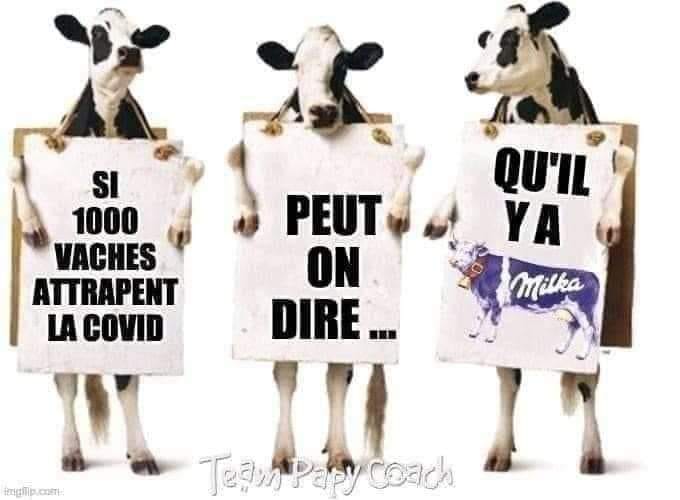 Blague   si 1000 vaches attrapent la covid peut on dire qu'il y a milka