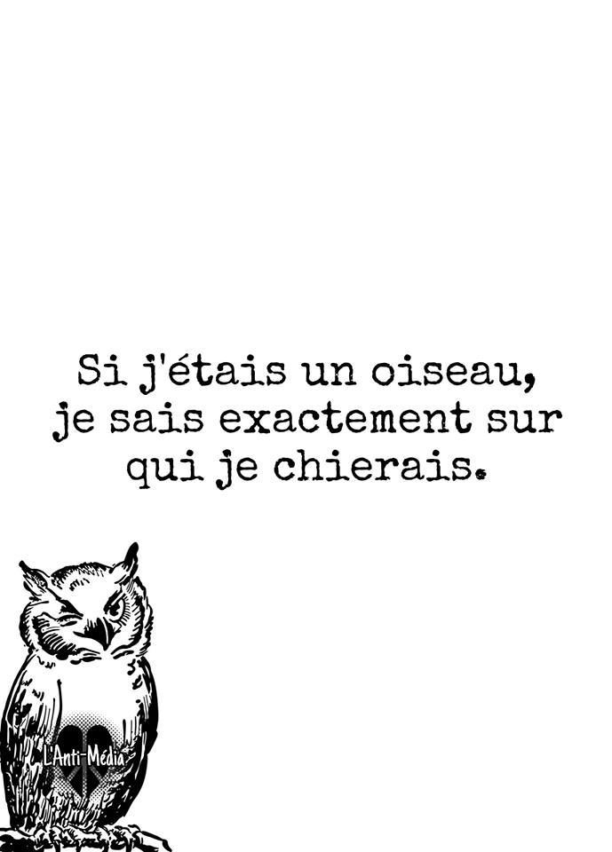 Blague   si j'était un oiseau e sais exactement sr qui je chierais