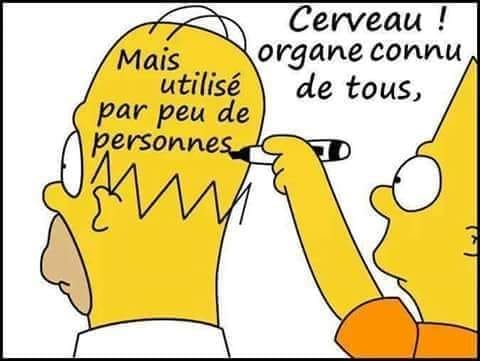 Blague   simpson   cerveau organe utilisé de tous mais utilisé par peu de personnes