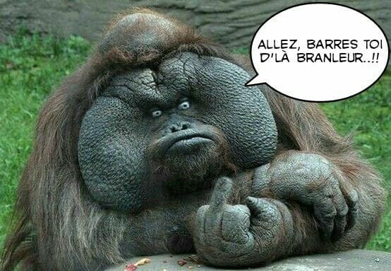 Blague   singe   allez barres toi de la, branleur