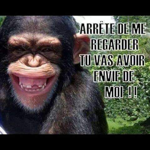 Blague   singe   arrête de me regarder tu vas avoir envie d emoi