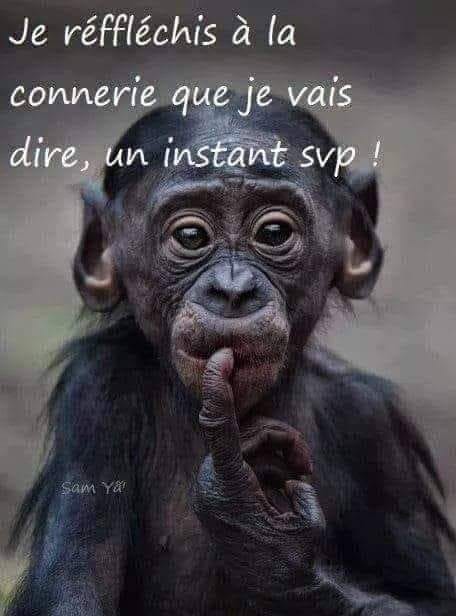 Blague   singe   je réfléchis à la connerie que je vais dire un instant