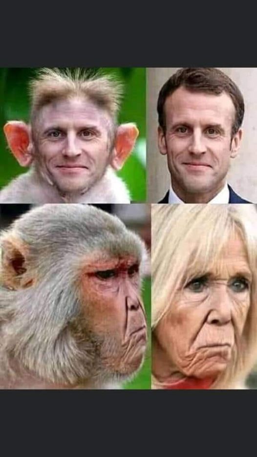 Blague   singe avec maccron et brigitte