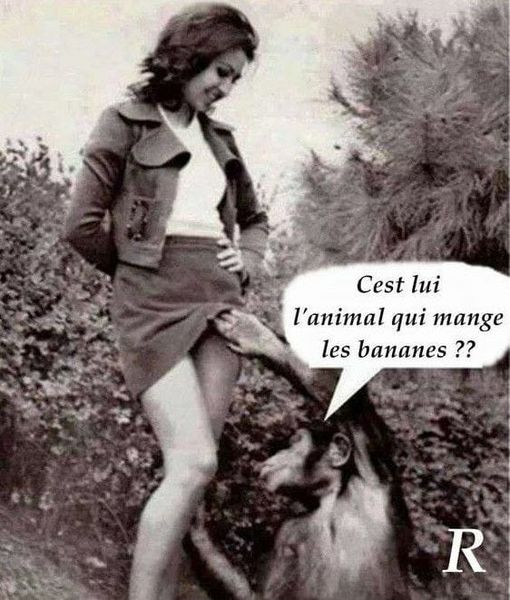 Blague   singe qui dit en soulevant le jupe d'une femme   c'est lui l'animal qui mange des bananes