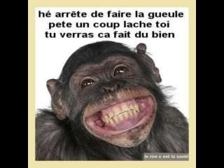 blague   singe qui rit   ha arrête de faire la gueule pete un coup lache toi tu veras ça fait du bien