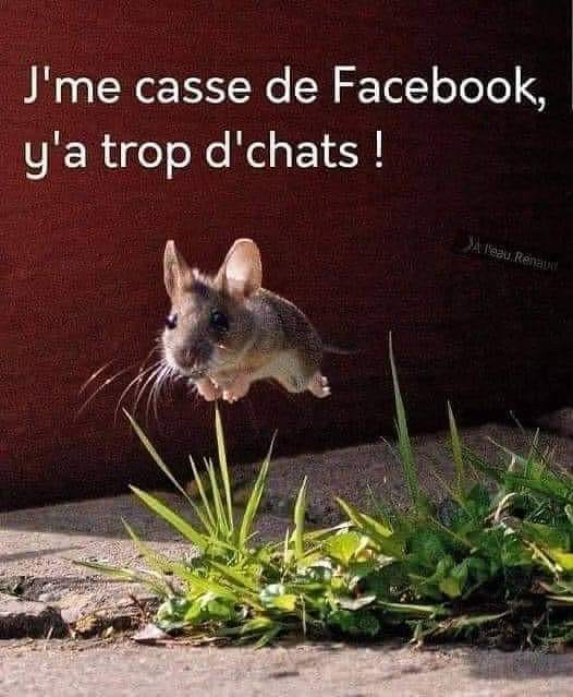 blague   souris qui court ,j'me casse de facebook,y'a trop de chat