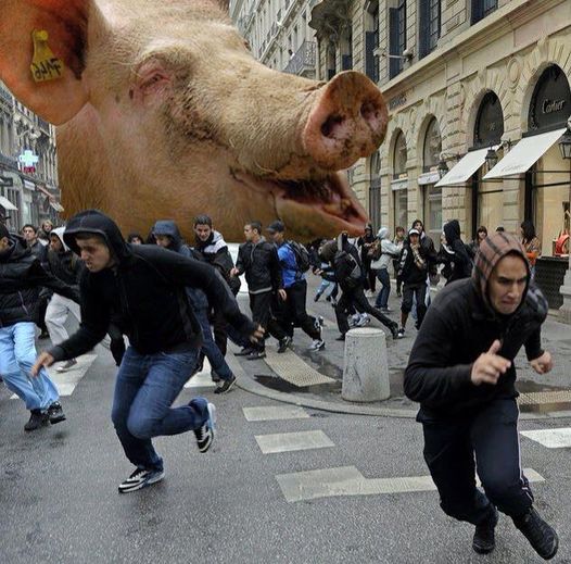 Blague   tête de cochon   musulman qui fuit