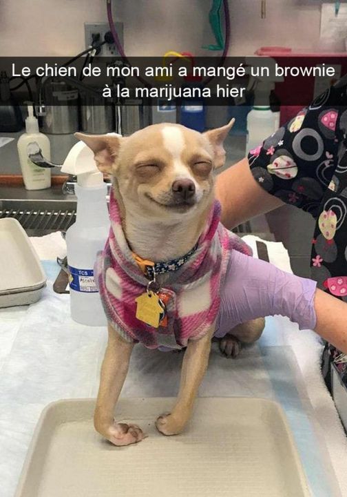 Blague   un chien a pris de la majijuanna