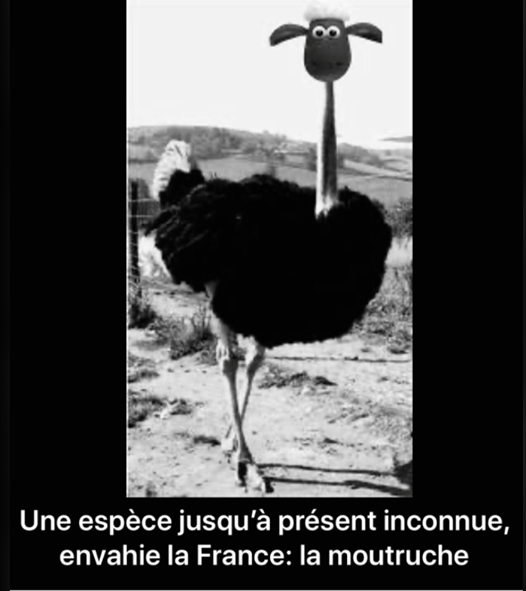 Blague   une espèce jusqu'à présent inconnue envahie la france la moutruche