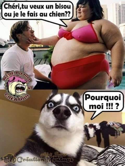 Blague   une femme grosse dit chéri tu veux un bisou ou au chien   le chien dit pourquoi moi