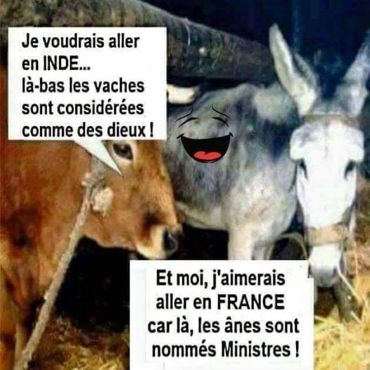 blague   une vache dit à un ane je voudrais aller en inde là bas les vache sont considérées comme des Dieux l'ane dit et moi en france là bas ils deviennent ministre