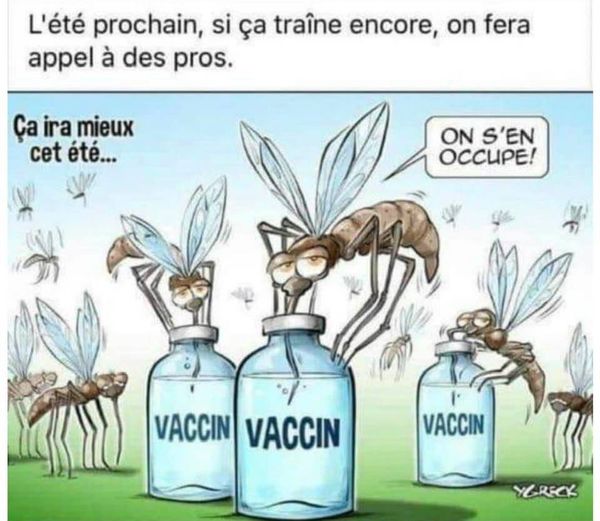 Blague   vaccin   moustique qui pique dans la vaccin et dit   l'été prochain on fera appel à des pro