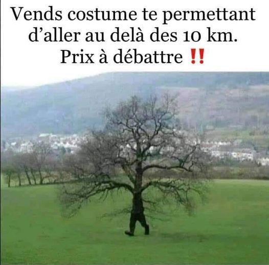 Blague   vend arbre déguisement