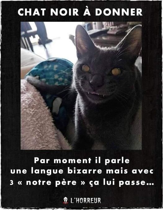 Blague   vend chat noir possédé