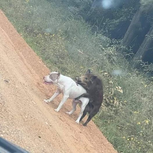 Blague   vend chien de chasse a sanglier