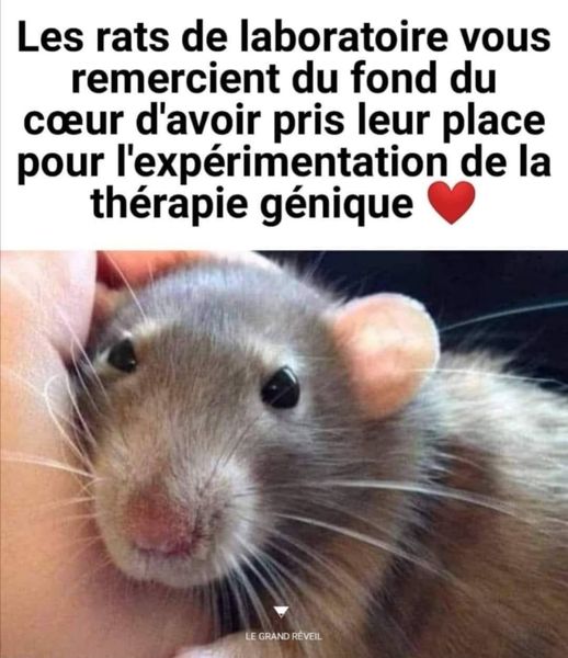 Blague   virus   vaccin   les rats de laboratoire vous remercient du fond du coeur d'avoir pris leur place por l'expérience de la thérapie genique