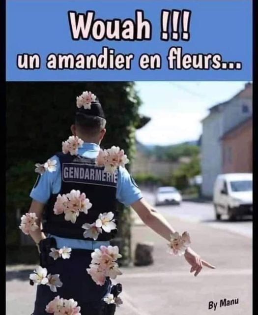 blague   wouah un amandier à fleur