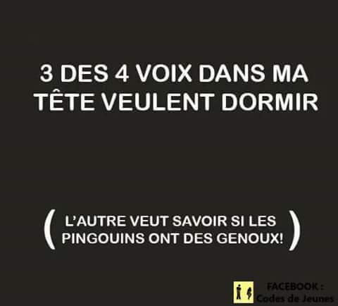 Humour   3 des 4 voix dans ma tête veux dormir   la 4 ème veux savoir si les pingouins ont des genoux