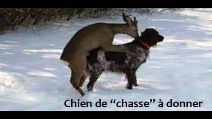 Humour   blague   chien de chasse à donner