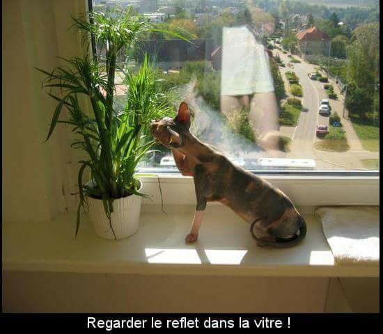 Humour   chat et reflet