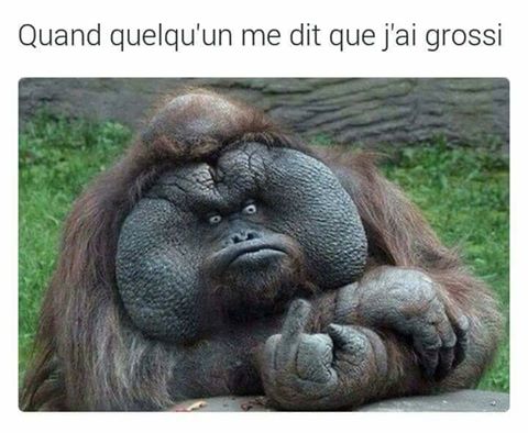 Humour singe   quand quelqu'un me dit que j'ai grossi