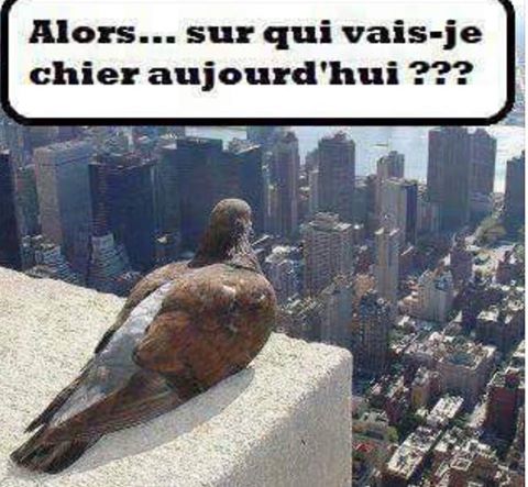 New York   Pigeon Sur Qui Je Vais Chier Aaujourd'hui