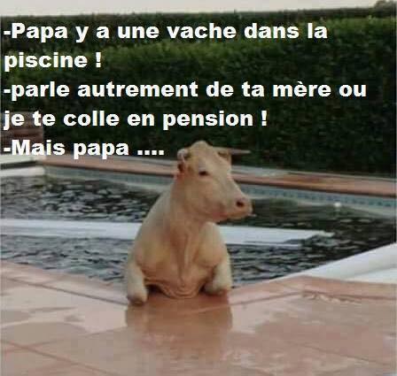 papa il ya une vache dans la piscine   ne parle pas comme ça de ta mère   mais papa