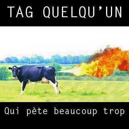 Vache qui pête