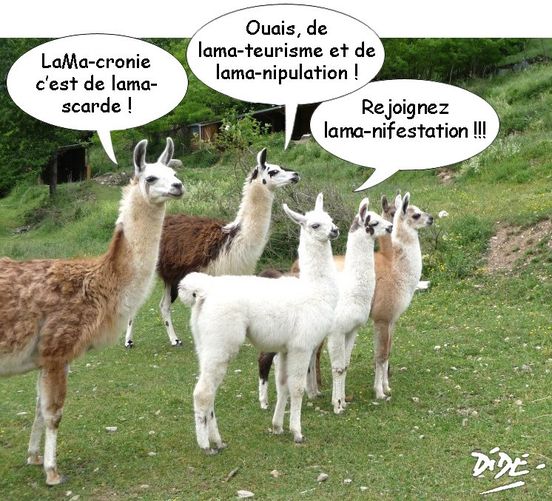 Blague   Jeux de mot et d'image   lama cronie c'est de lama scarade   ouais de lama teurisme  et d elama nipulation   lama nifestation