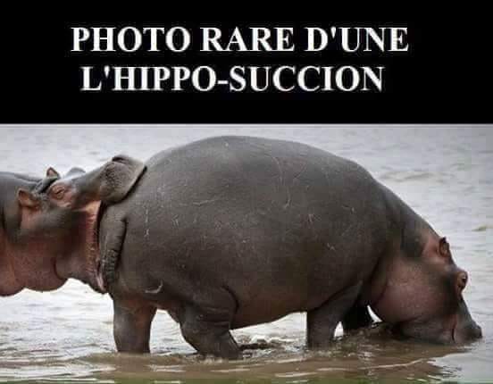 Blague   Jeux de mot et d'image   photo rare d'une l hippo succion