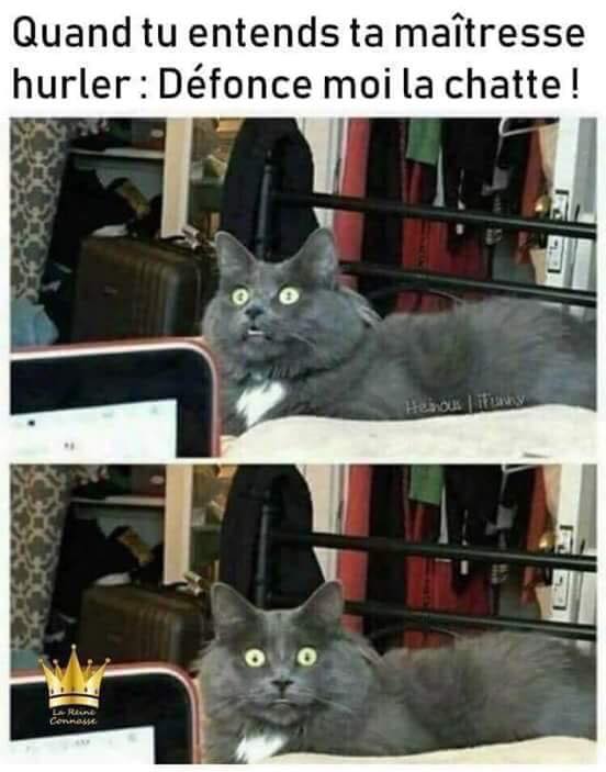 Blague   jeux de mot   Chat   blaquand tu entends ta maitresse hurler défonce moi  la chatte