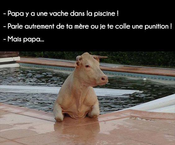 Blague   jeux de mot   papa il y a une vache dans la piscine   parle autrement de ta mère où je te file une punition  mais papa