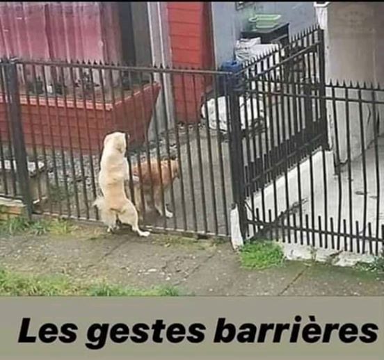 Blague   jeux de mot et d'image   geste barrière   2 chiens qui baisent a travers un portail avec barière