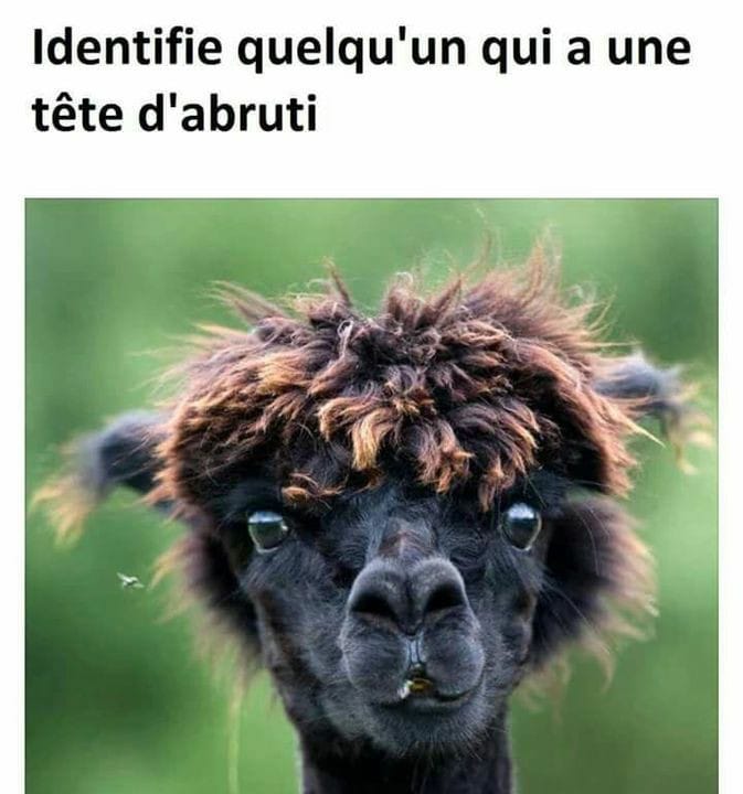 Blague   jeux de mot et d'image   identifie quelqu'un qui aune tête d'abruti