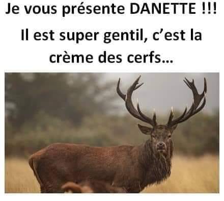 Blague   jeux de mot et d'image   je vous présente Danette il est super gentil c'est la crème