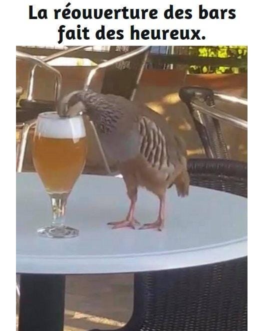 Blague   jeux de mot et d'image   oiseau qui boit un e bière   la réouverture des bars fait des heureux