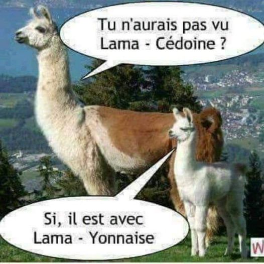 Blague   jex de mot   tu n'aurai pas vu lama   cédoine   si il est avec lama  yonnaise