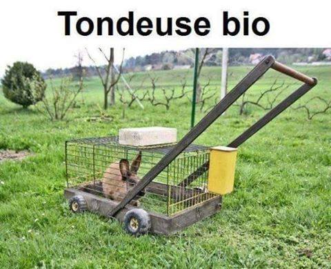 Animaux   Humour   tondeuse bio