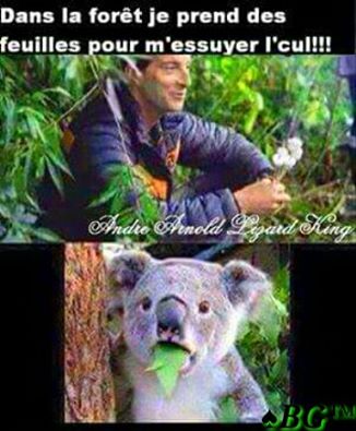 Animaux   humour   blague   dans la foret j'utilise les feuilles pour m'essuyer le cul   le koala dégouté