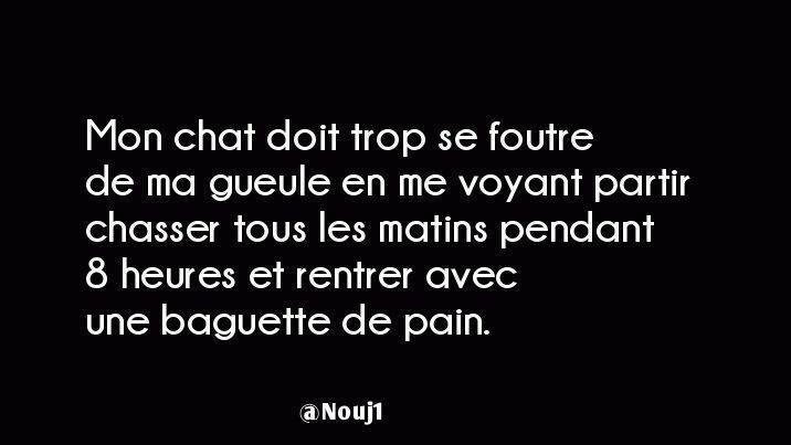 Chat   humour   citation   mon chat doit trop se foutre de a gueule en me voyan partir chasser et revenir avec du pain