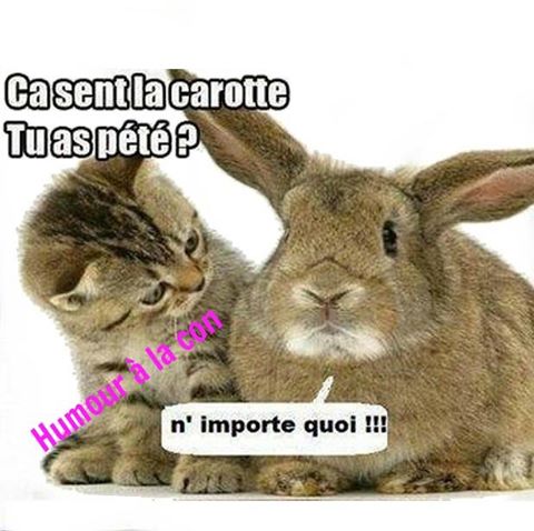 Chat qui dit a un lapin   ça sent la carotte c'est toi qui a pété