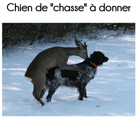 Chien de chasse à donner