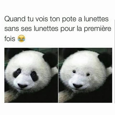 Humour   animaux   Panda   quand tu regrarde ton pote sans ses lunettes pour la 1 ère fois